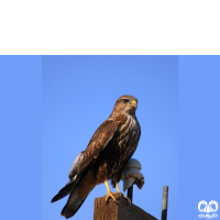 گونه سارگپه پا بلند Long-legged Buzzard